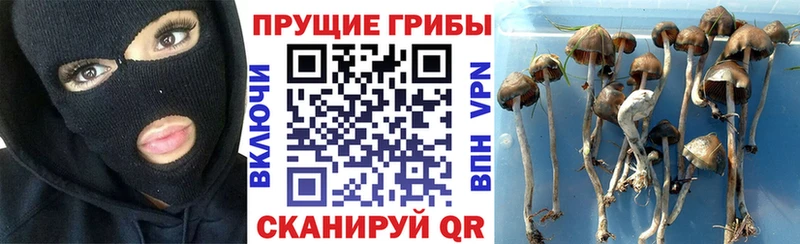 купить   Кимовск  Галлюциногенные грибы Magic Shrooms 