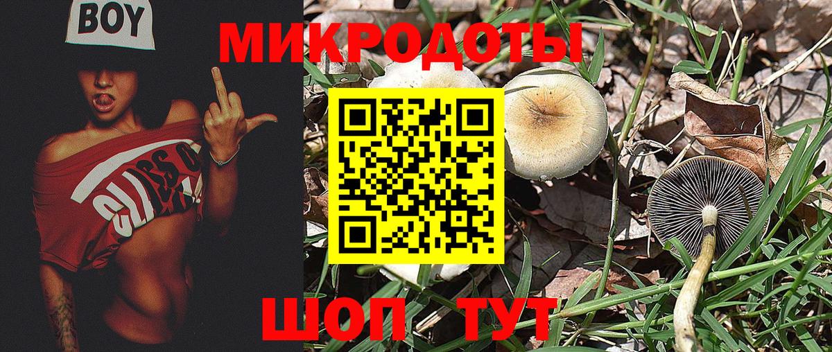 Псилоцибиновые грибы Psilocybine cubensis Кимовск